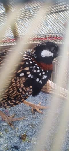 black Sindhi teetr  Whatsapp 03235219506