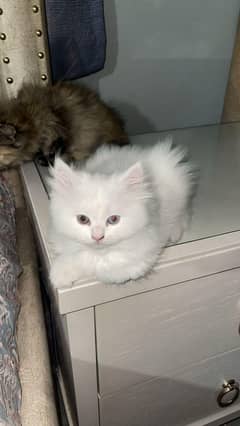 white Persian cat
