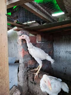 pure paper white heera , pure aseel chicks pair