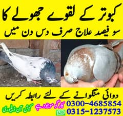 Pigeon