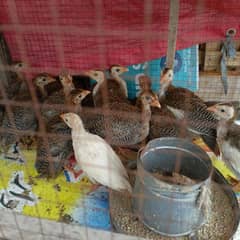 Healthy Partridge Chicks for Sale – Limited Stock!