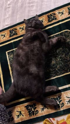 Male cat up for mating
