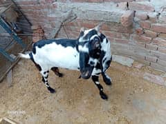 "Black & White Healthy Female Goat