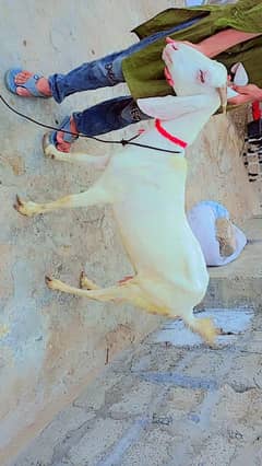 Gulabi