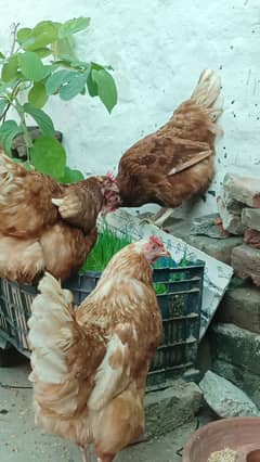 lohman brown egg laying 6 hens for sell