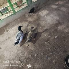 egg laying pair