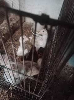 white heera chicks 2 months