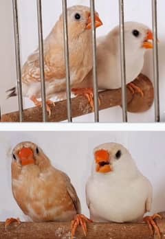 LB Full Orange and Cfw Half Orange 