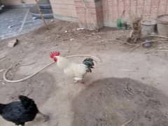 یہ مرغیاں اور مرغے گھر کی خوراک پلے ہوئے ہیں