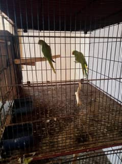 Ringnecks