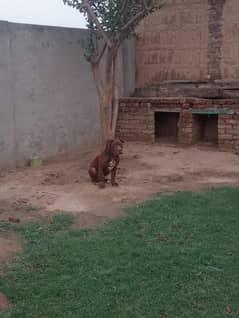 pitbull