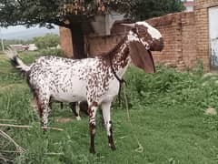Goat