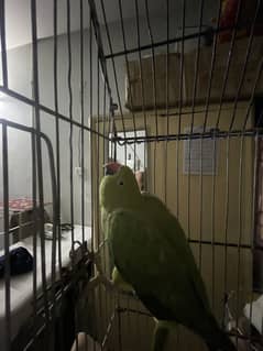 Green ringneck female talking