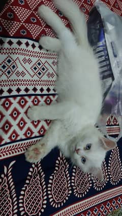persian cat with two babies aged 1month