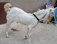 Gulabi Male