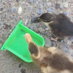 Ducklings 