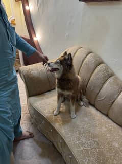 Siberian