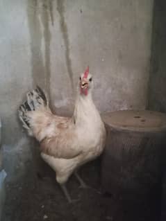Good hen