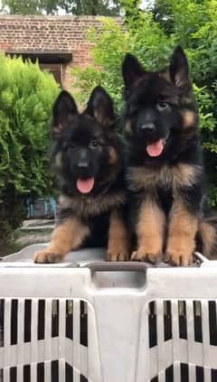 German shepherd puppies  double cot My WhatsApp number 03413177865
