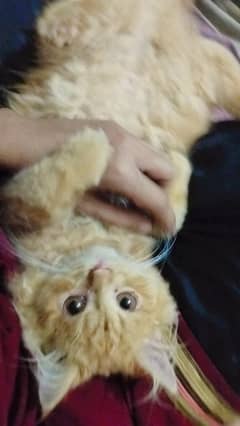 ginger cat