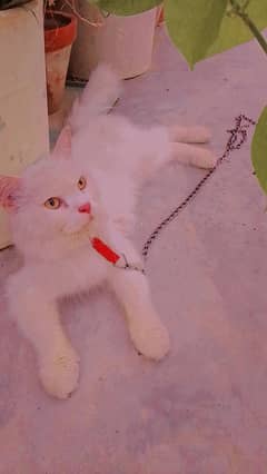 Persian cat 