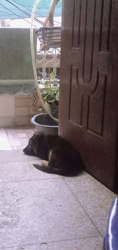 Gsd double coat