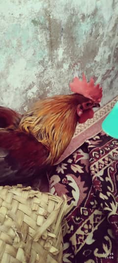 aseel murga and golden murgi