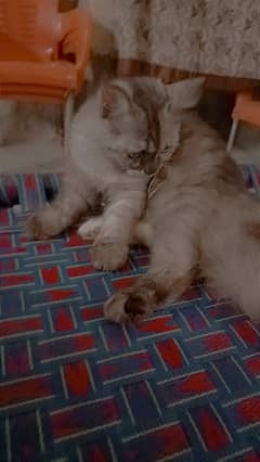 triple layer purshion cat age 4 Month ,  female