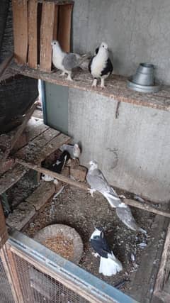 Pigeons For Sale