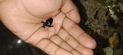 guppy
