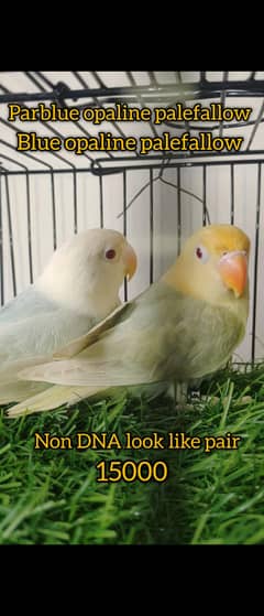 All type of lovebirds available