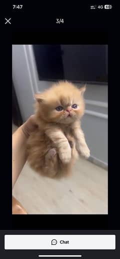 peke female kitten