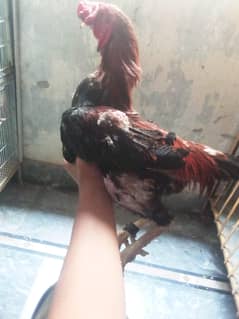 arjant  sale