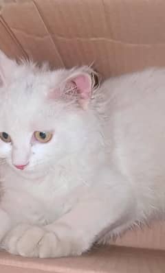 khoobsooorat