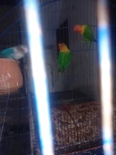 love bird argunet for sale
