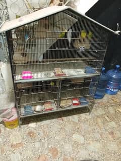 5 breader pair of budgies  parrots with cage