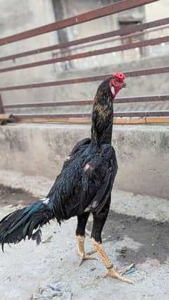 shamo pair for sale
