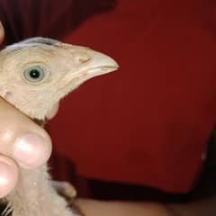aseel chicks/chuze