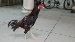 aseel murgra for sale