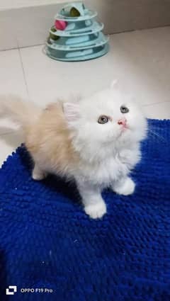 Persian Kitten Available