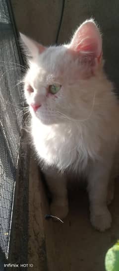 Persian