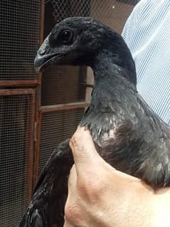 Thai dragon female reasonable price  0 3 2 1 4 4 4 6 8 2 8