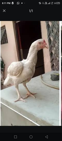Aseel Heera Female For Sale