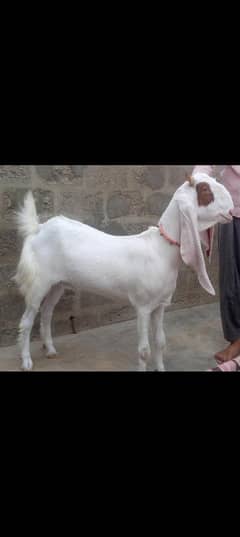 2 gulabi & rajanpori Goats available for sale dono path he 03162918168
