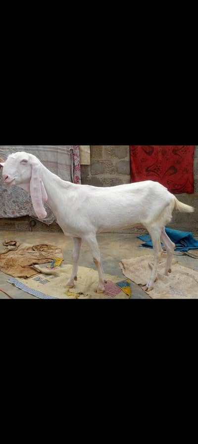 Rajanpori Gulabi Gabban goat  for sale 03162918168