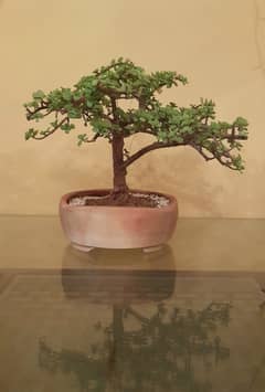Bonsai (JADE) Dwarf Tree