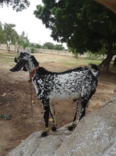 male goat