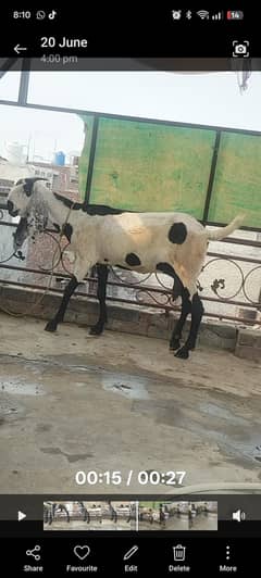 Dasi