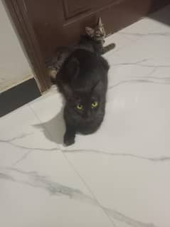 female black cat and  4 kitten 2 month k for sale