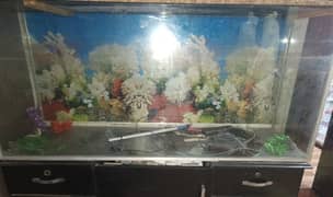 Fish Aquarium